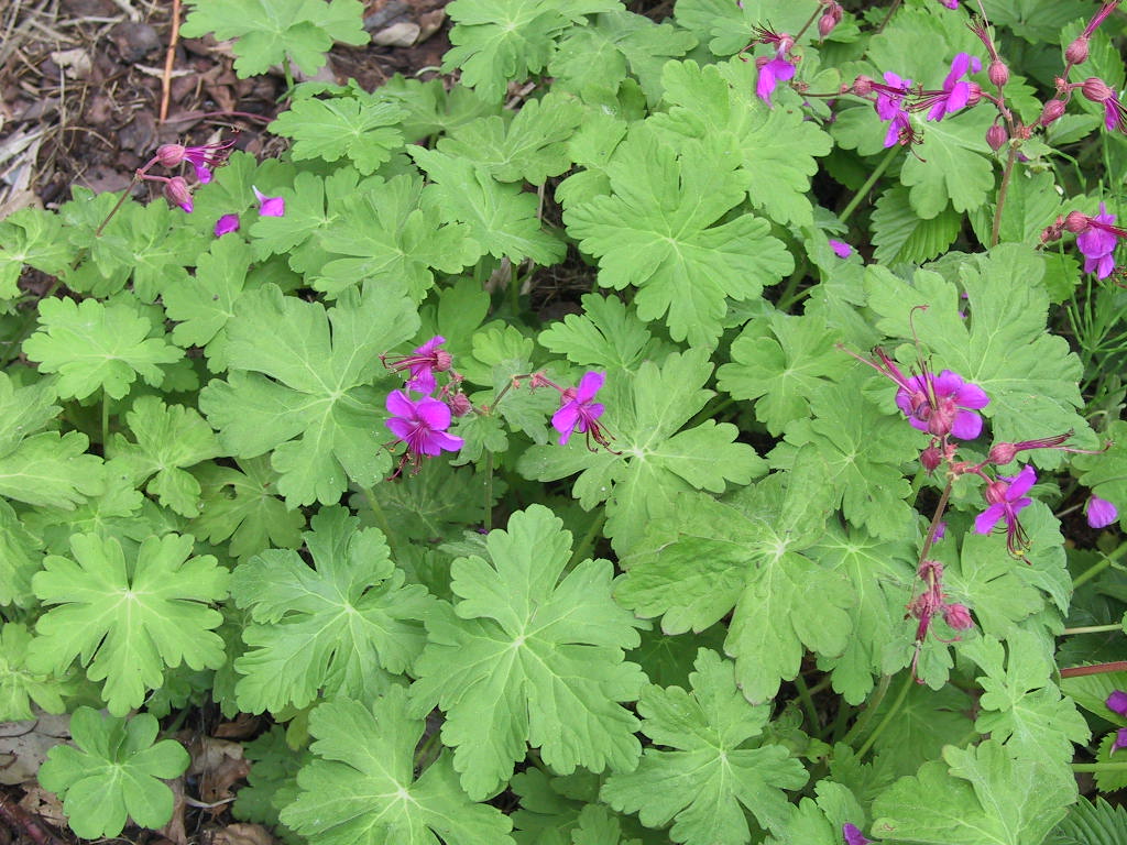 Geranium macrorrhizum Czakor - bluehend.jpg